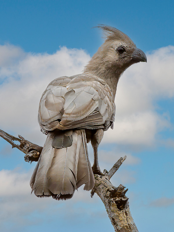 Grey go-away-bird, Kruger National Park, South Africa by David Whited