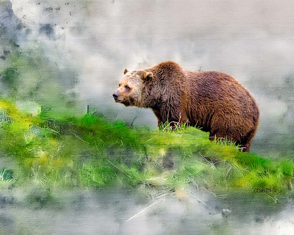 Grizzly Bear by David Whited, Image 1.