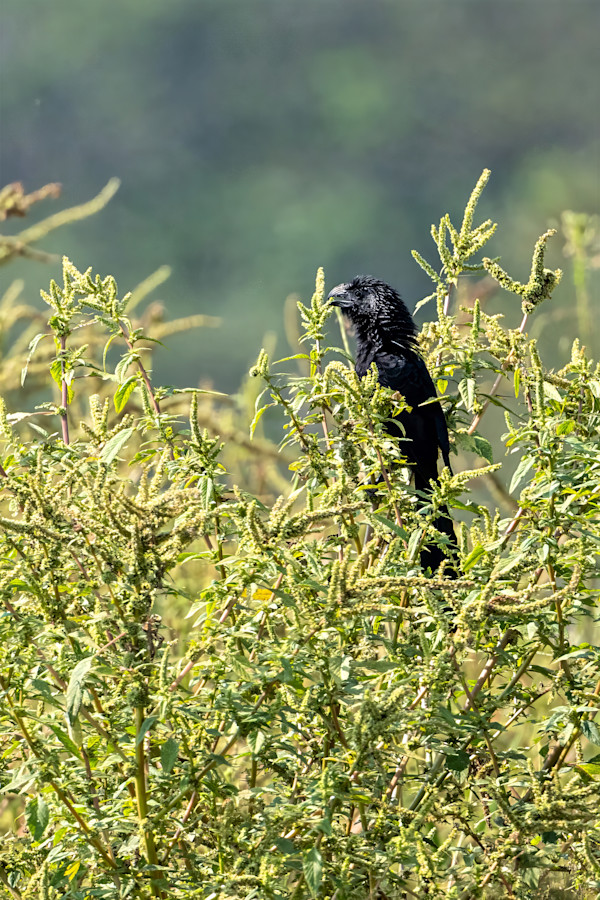 Groove-billed Ani, Costa Rica by David Whited
