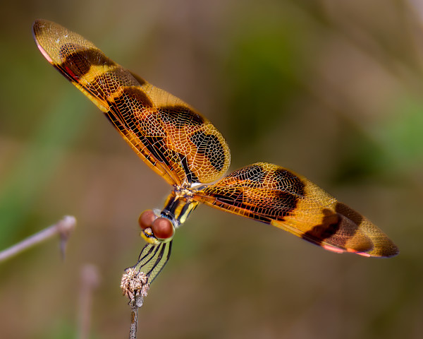 Halloween pennant by David Whited, Image 1.