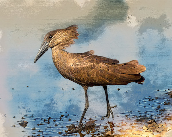Hammerkop, South Africa by David Whited