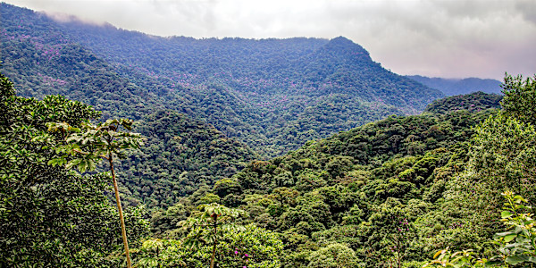 Amazon Jungle, Brazil by David Whited