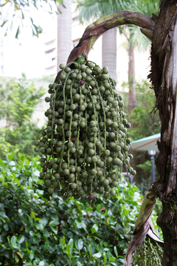 Fruits of a fishtail palm by David Whited