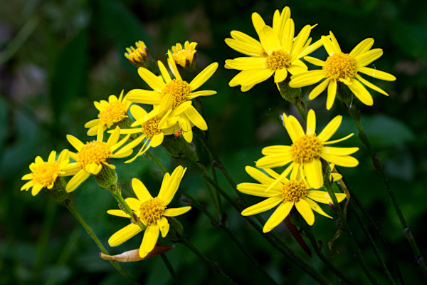 Golden Ragwort flower by David Whited