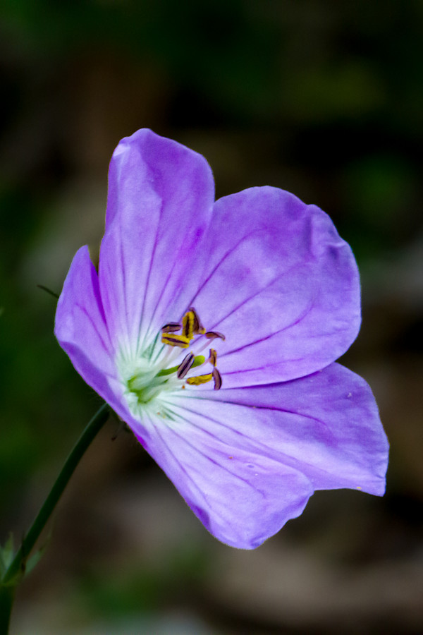 Wild geranium by David Whited