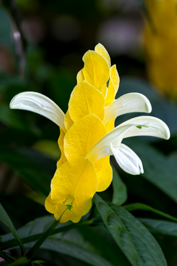 Golden shrimp plant flower by David Whited