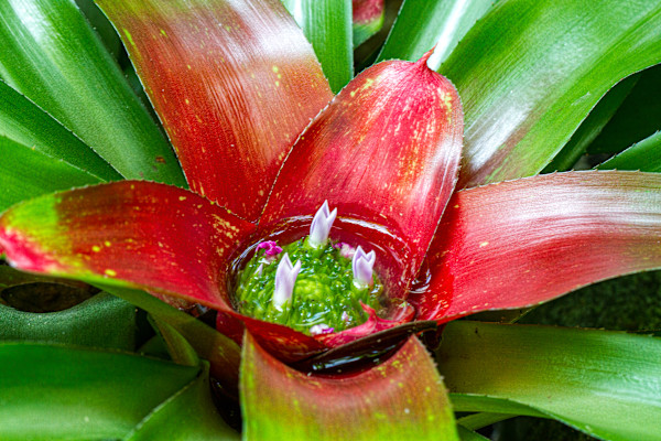 Blushing Bromeliad by David Whited