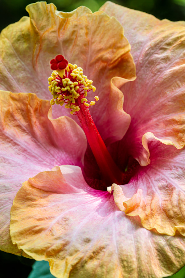 Hibiscus flower by David Whited