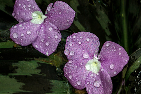 Peacock Ginger by David Whited