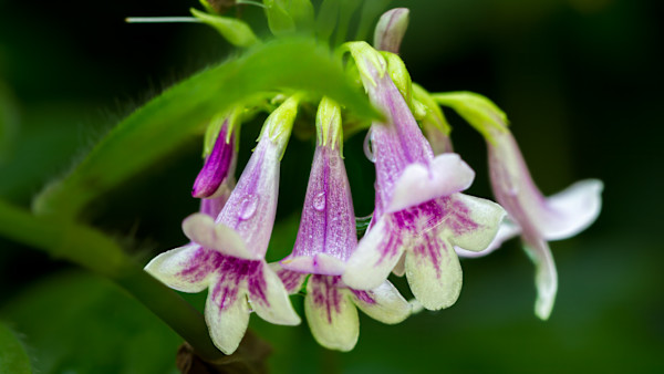 Eastern Gray Beardtongue by David Whited