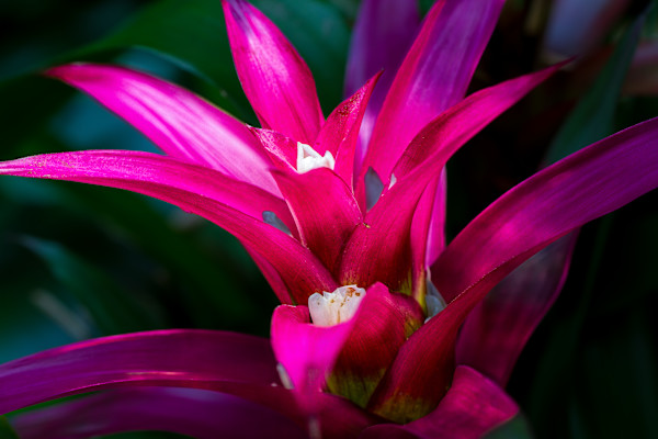 Guzmania bromeliad by David Whited