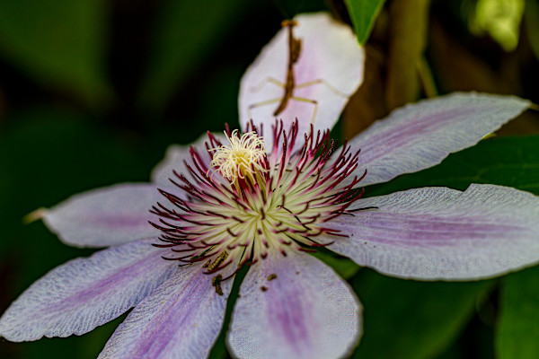 Large-flowered Clematis bloom by David Whited