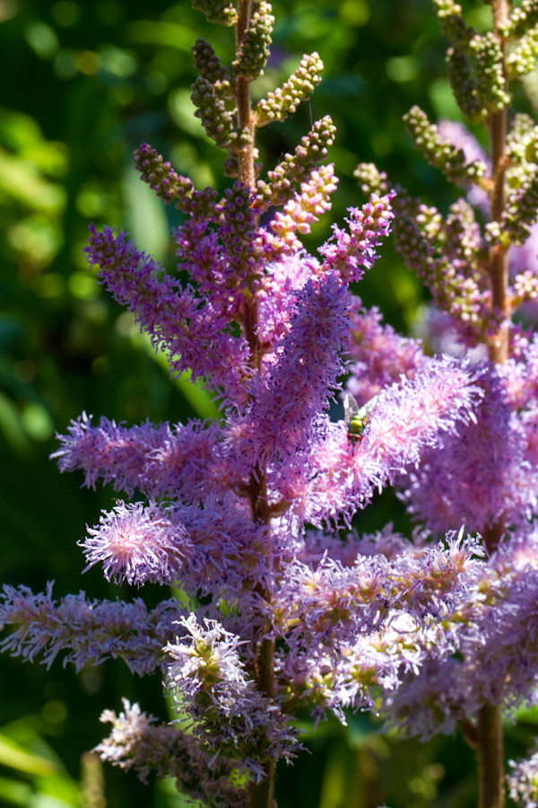 Dwarf Chinese Astilbe or False Spirea by David Whited