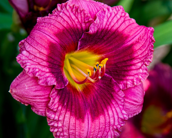'Little Grapette' daylily by David Whited
