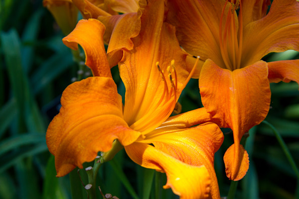 Daylily flower by David Whited