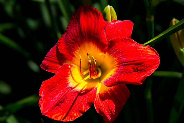 Daylily flower by David Whited
