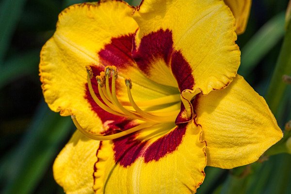 Blackberry Candy daylily by David Whited, Image 1.