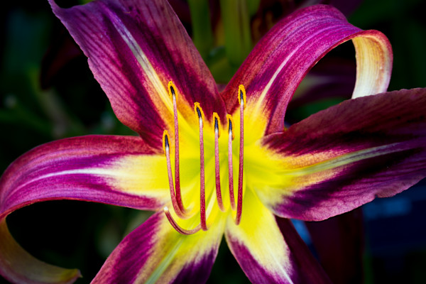 Hybrid daylily flower by David Whited