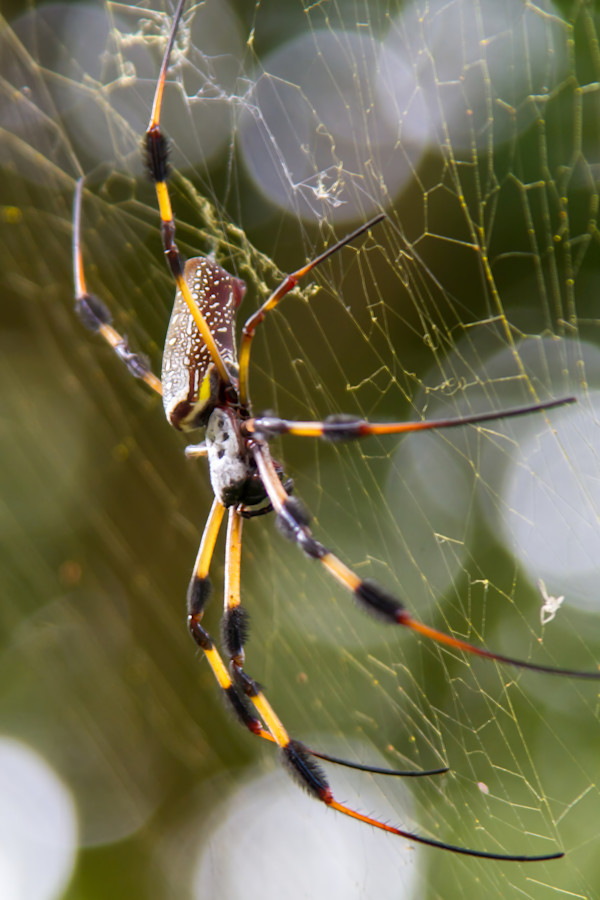 Golden Silk Orb-Weaver, Fort Lauderdale, Florida, USA by David Whited