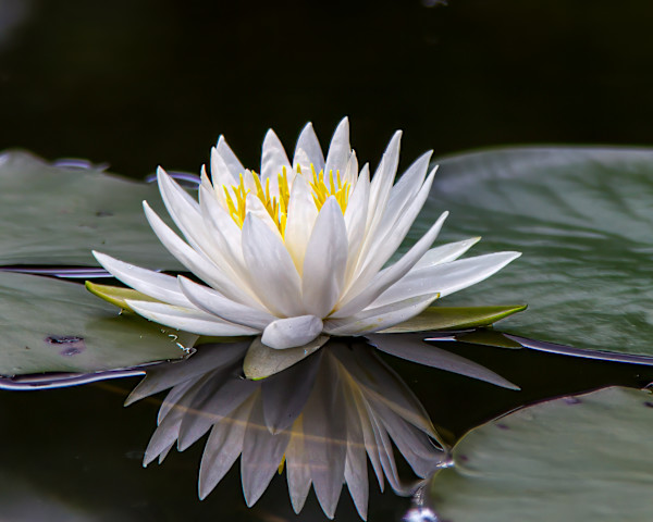 Fragrant water lily flower by David Whited
