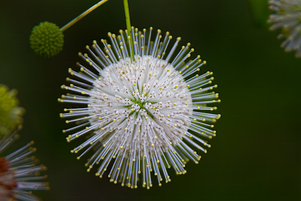 Buttonbush flower, also known as button-willow or honey-bells by David Whited