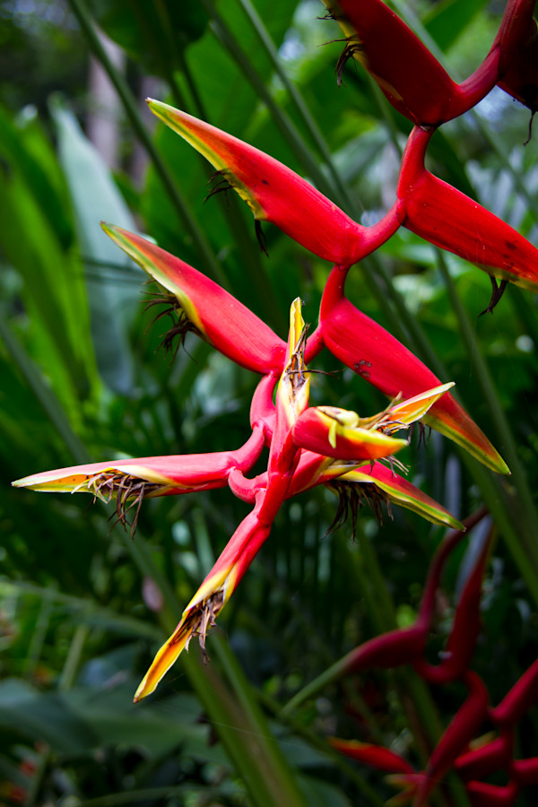 Heliconia flowers by David Whited