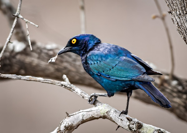 Greater Blue-eared Starling, West Coast National Park, South Africa by David Whited