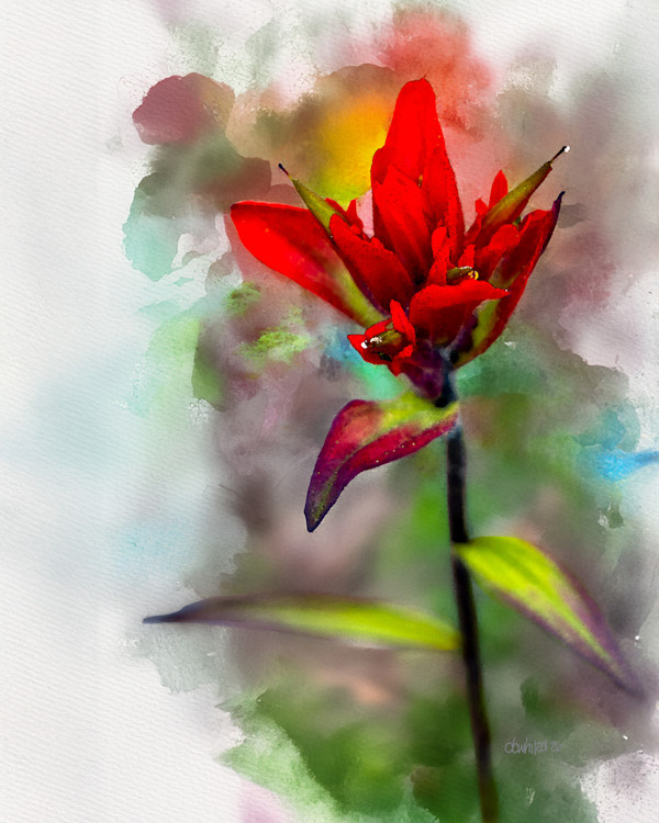 Indian Paintbrush Flower by David Whited, Image 1.