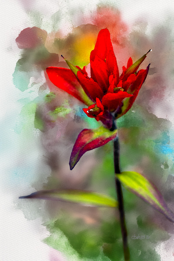 Indian Paintbrush by David Whited