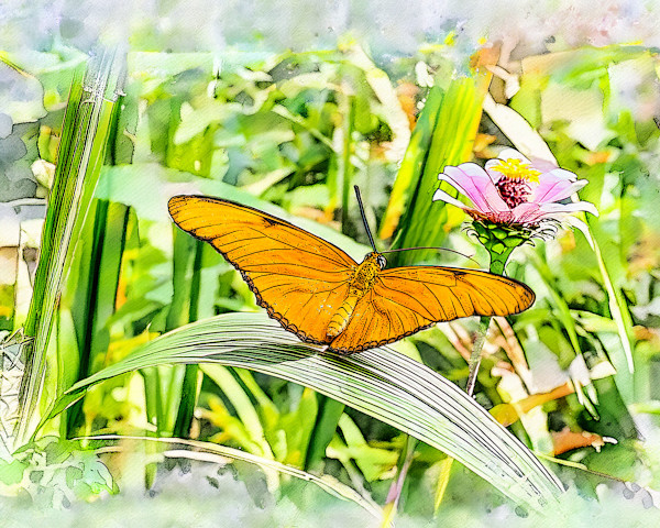 Julia Heliconian Butterfly, Costa Rica by David Whited