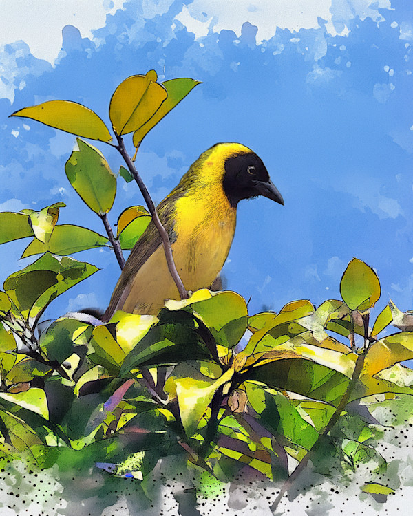 Lesser Masked Weaver, South Africa by David Whited