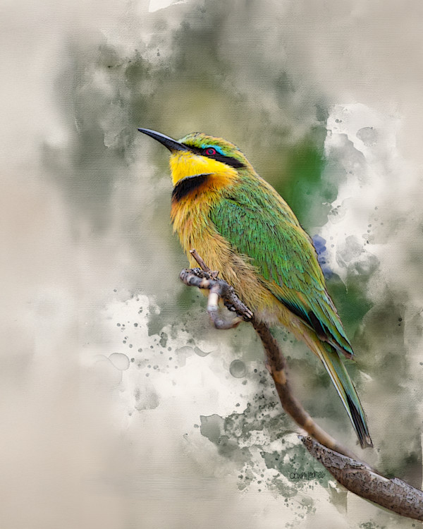 Little Bee-eater, South Africa by David Whited, Image 1.