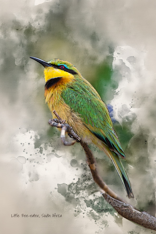 Little Bee-eater, South Africa by David Whited