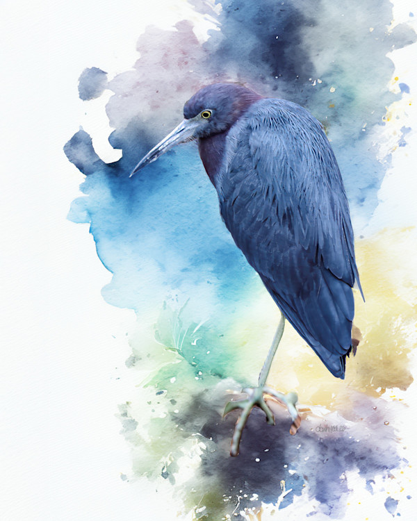 Little Blue Heron by David Whited, Image 1.