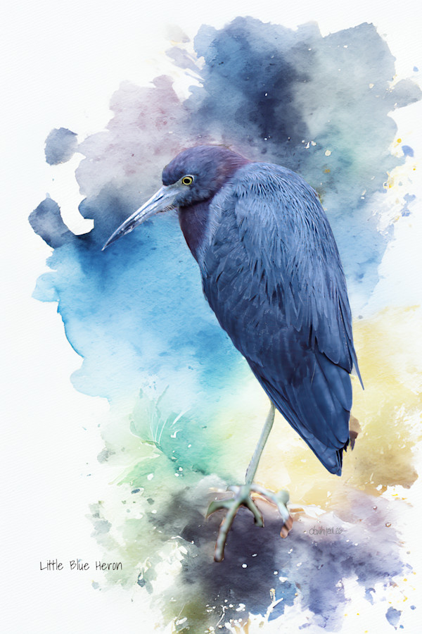 Little Blue Heron by David Whited