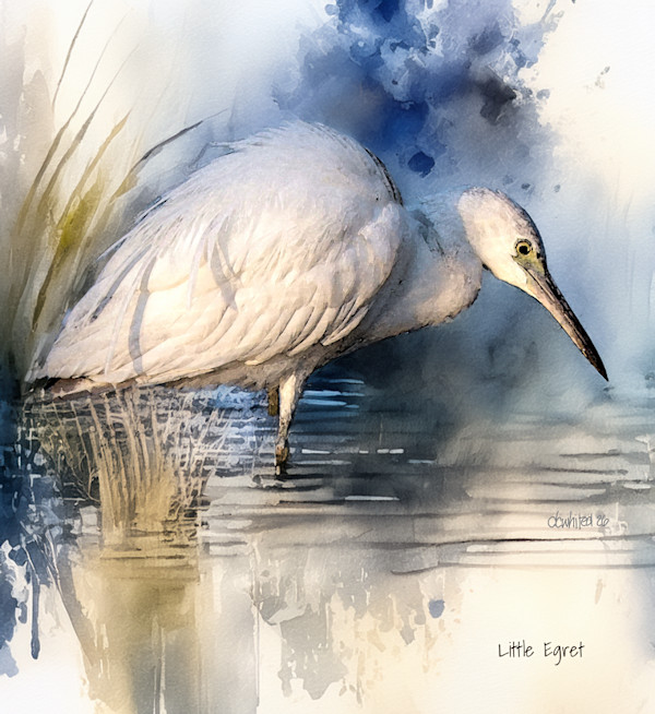 Little Egret by David Whited