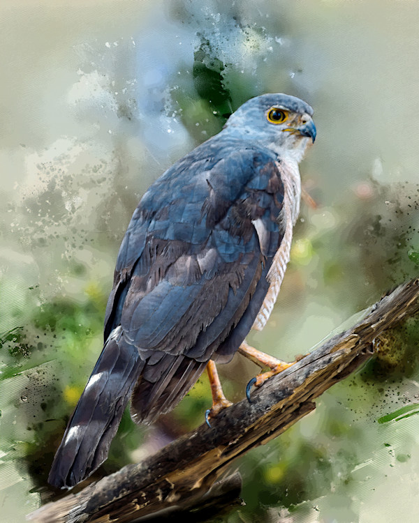 Little Sparrowhawk, South Africa by David Whited, Image 1.