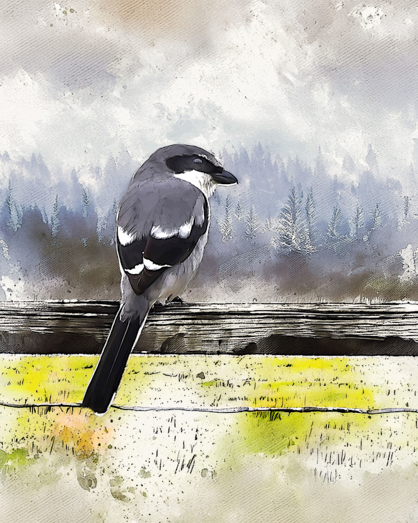Loggerhead Shrike by David Whited, Image 1.