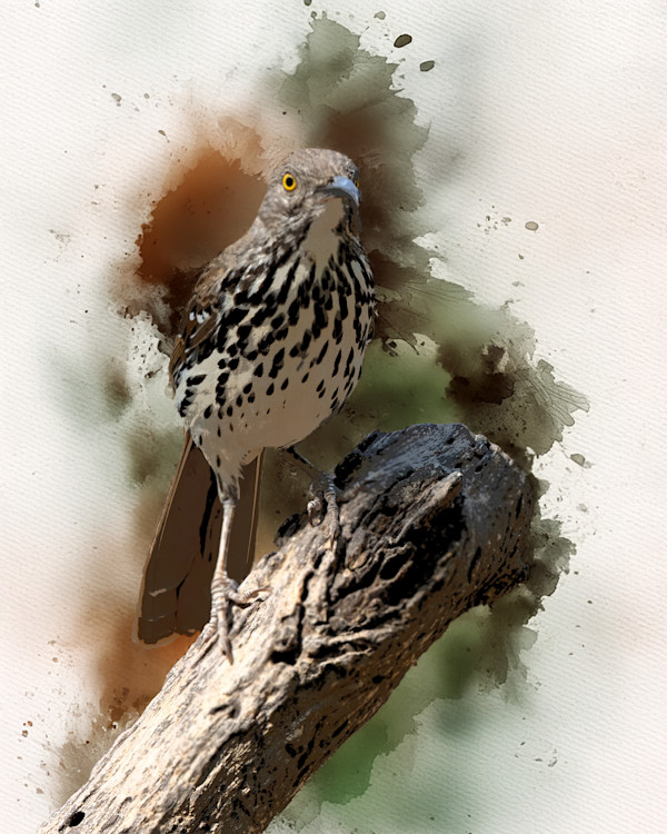Long-billed Thrasher by David Whited, Image 1.