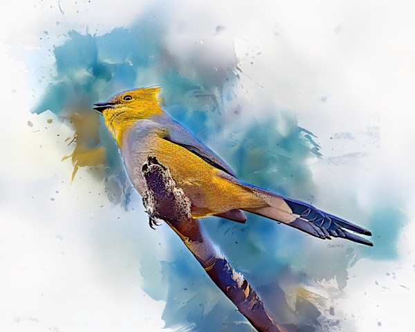 Long-tailed Silky-flycatcher, Costa Rica by David Whited, Image 1.