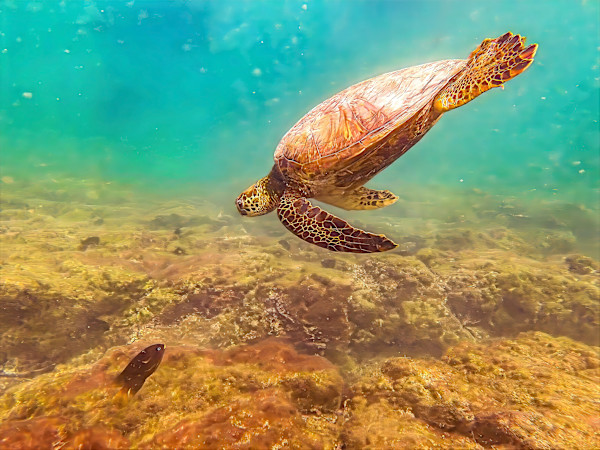Green Sea Turtle, Galapagos by David Whited, Image 1.