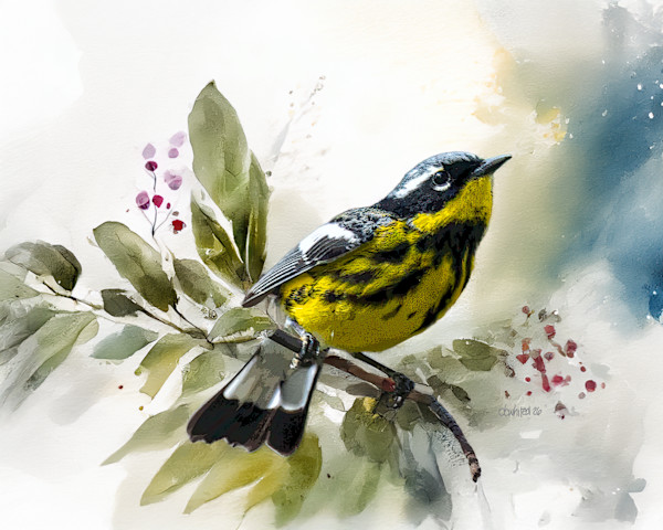 Magnolia Warbler by David Whited, Image 1.