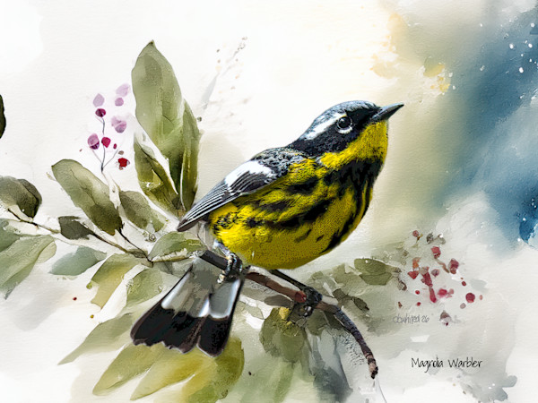 Magnolia Warbler by David Whited