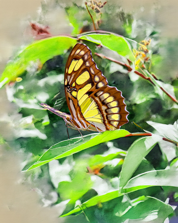 Malachite Butterfly by David Whited, Image 1.