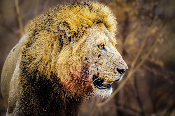 Male African lion, Kruger National Park, South Africa by David Whited