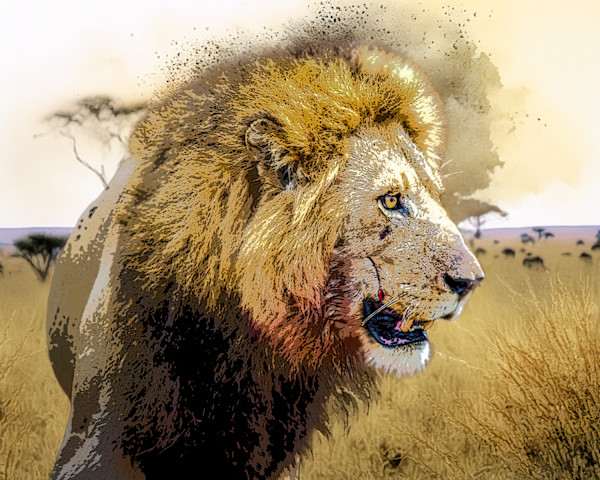 Male African Lion After the Kill by David Whited, Image 1.