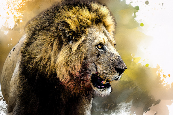 Male African Lion After the Kill by David Whited