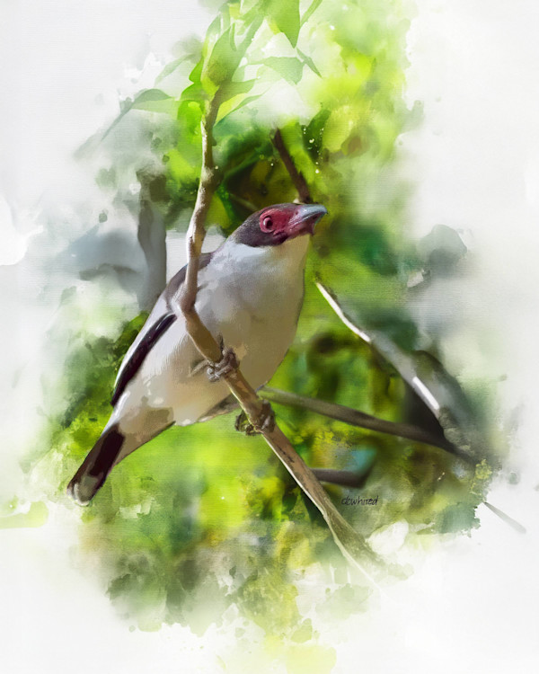 Masked Tityra, Costa Rica by David Whited, Image 1.