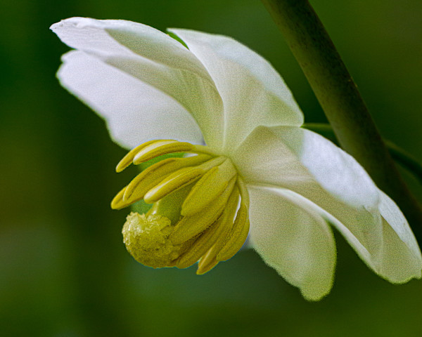 Flower of a Mayapple by David Whited