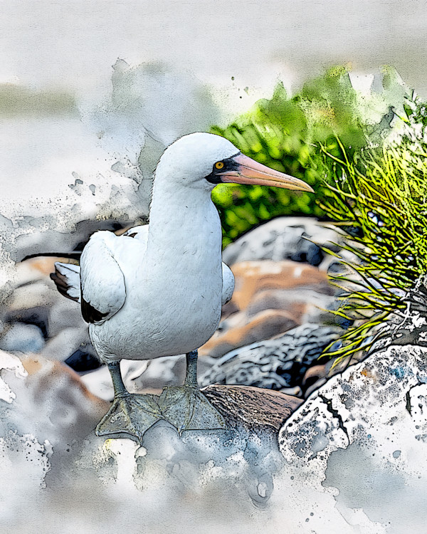 Nazca Booby, Galapagos by David Whited, Image 1.